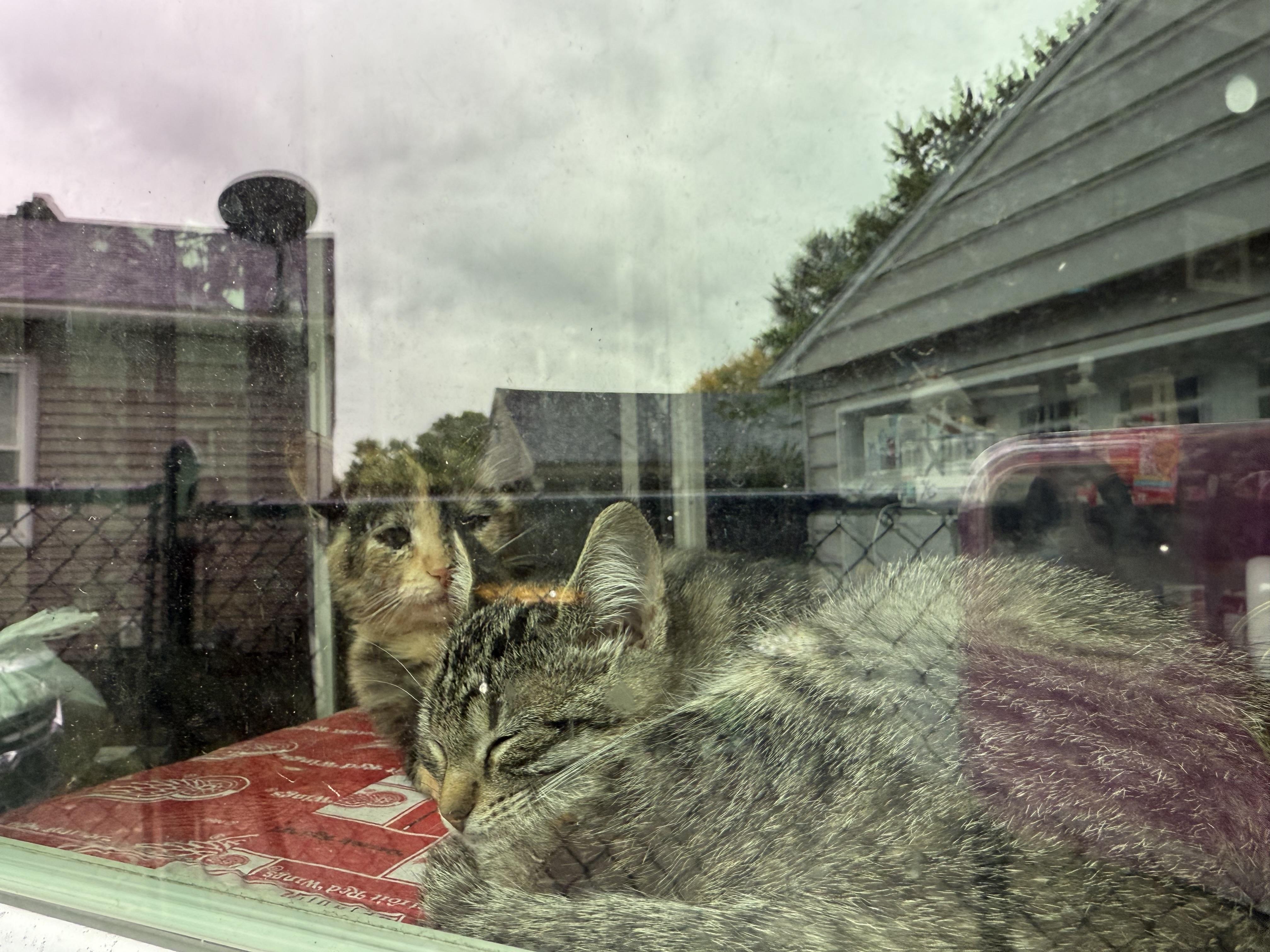 Pumpkin, a Adoptable Tortoiseshell in Grand Haven, MI image 5/6