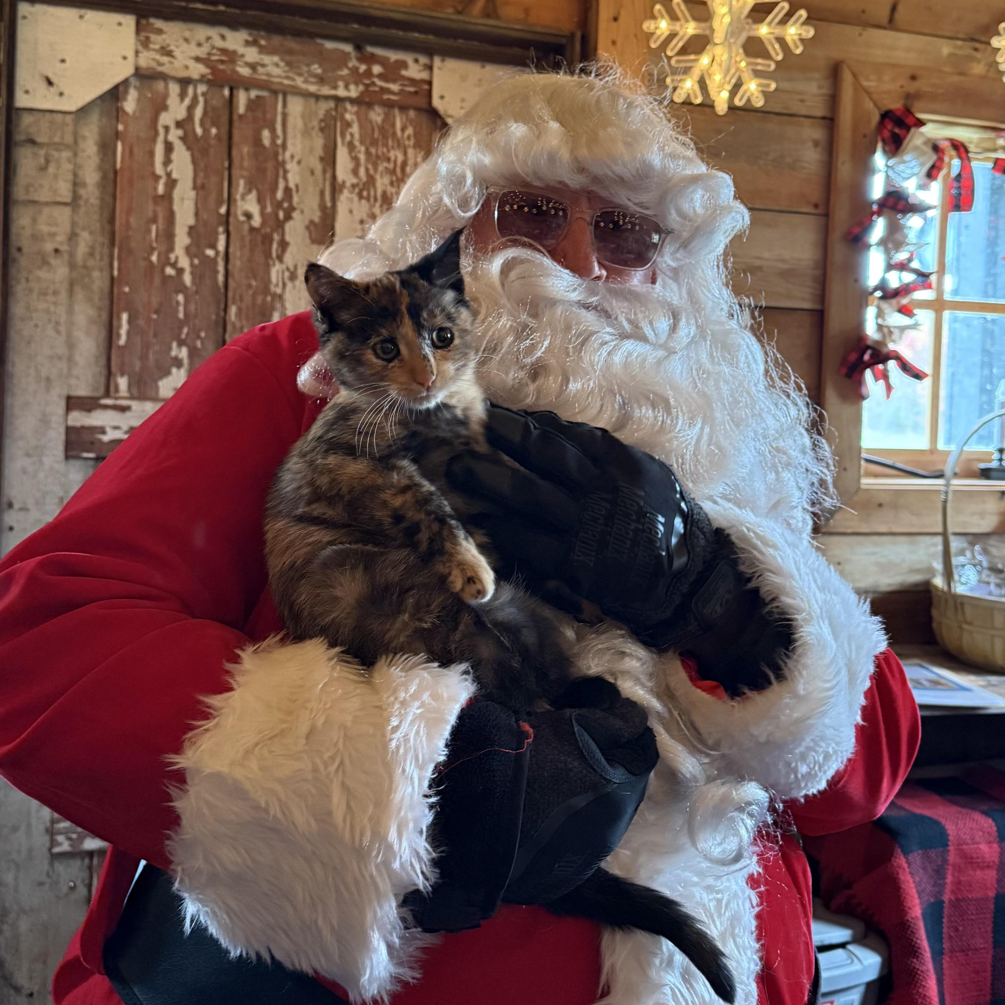 Pumpkin, a Adoptable Tortoiseshell in Grand Haven, MI image 2/6