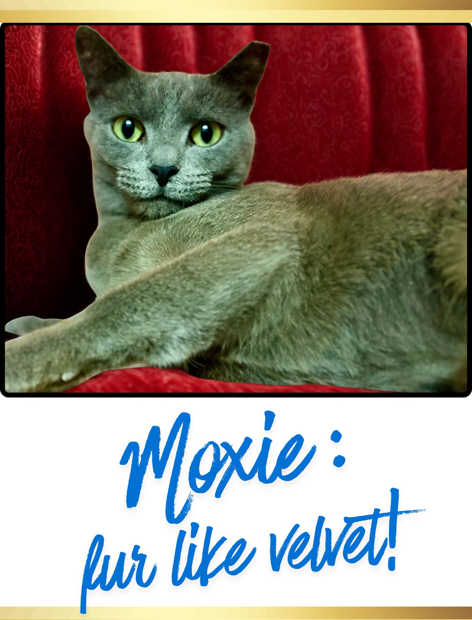 Moxie, Adoptable, Adult Female Russian Blue.