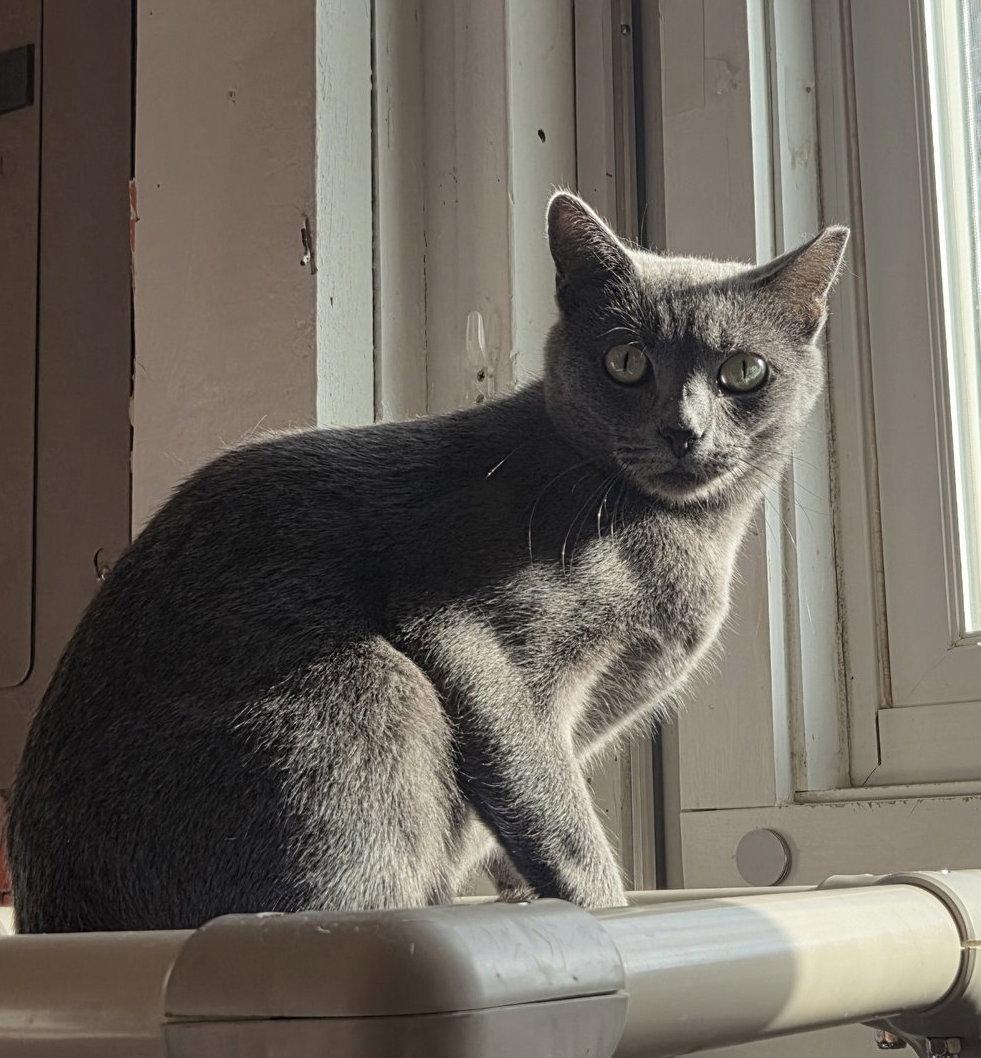 Enlarge Moxie, a Adoptable Russian Blue in Flint Hill, VA image 3/3