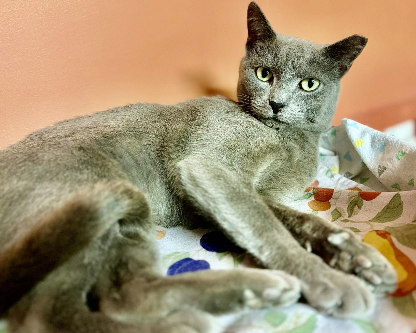 Enlarge Moxie, a Adoptable Russian Blue in Flint Hill, VA image 2/3