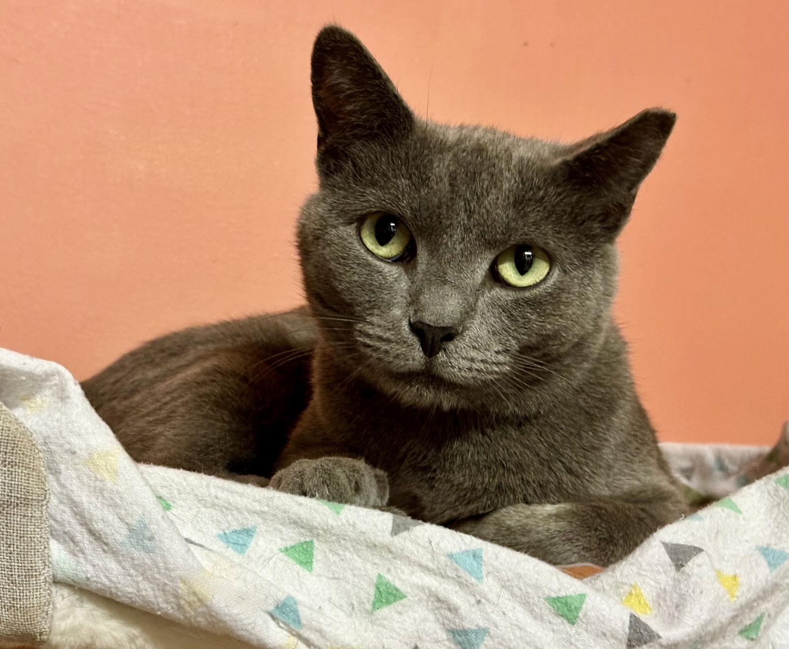 Enlarge Moxie, a Adoptable Russian Blue in Flint Hill, VA image 3/3
