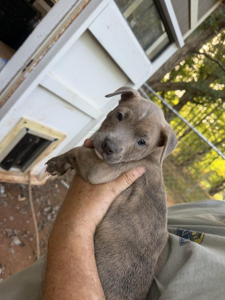 Enlarge Cogsworth, a Adoptable mixed breed in Mooresville, NC image 1/4