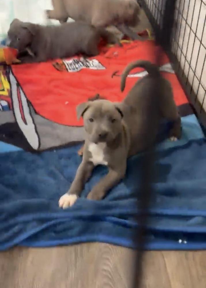Enlarge Cogsworth, a Adoptable mixed breed in Mooresville, NC image 2/4