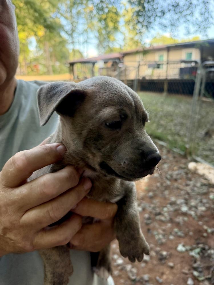 Enlarge Cogsworth, a Adoptable mixed breed in Mooresville, NC image 3/4