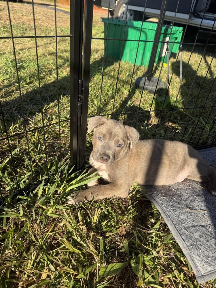 Enlarge Cogsworth, a Adoptable mixed breed in Mooresville, NC image 4/4