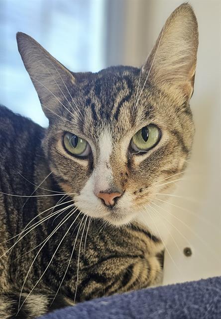 BEAR, Adoptable, Adult Male Domestic Short Hair.