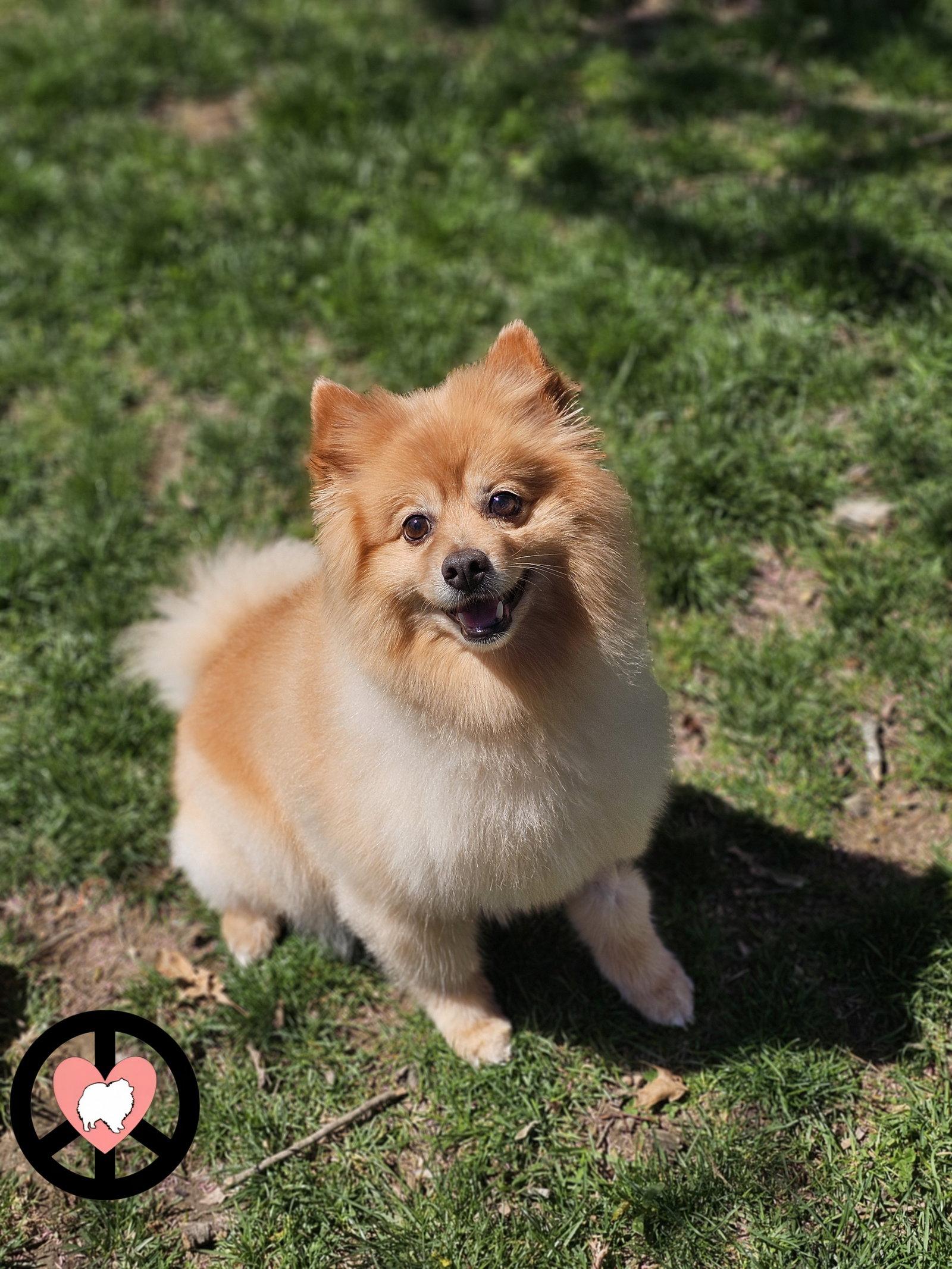 Roxy, Adopted, Adult Female Pomeranian.