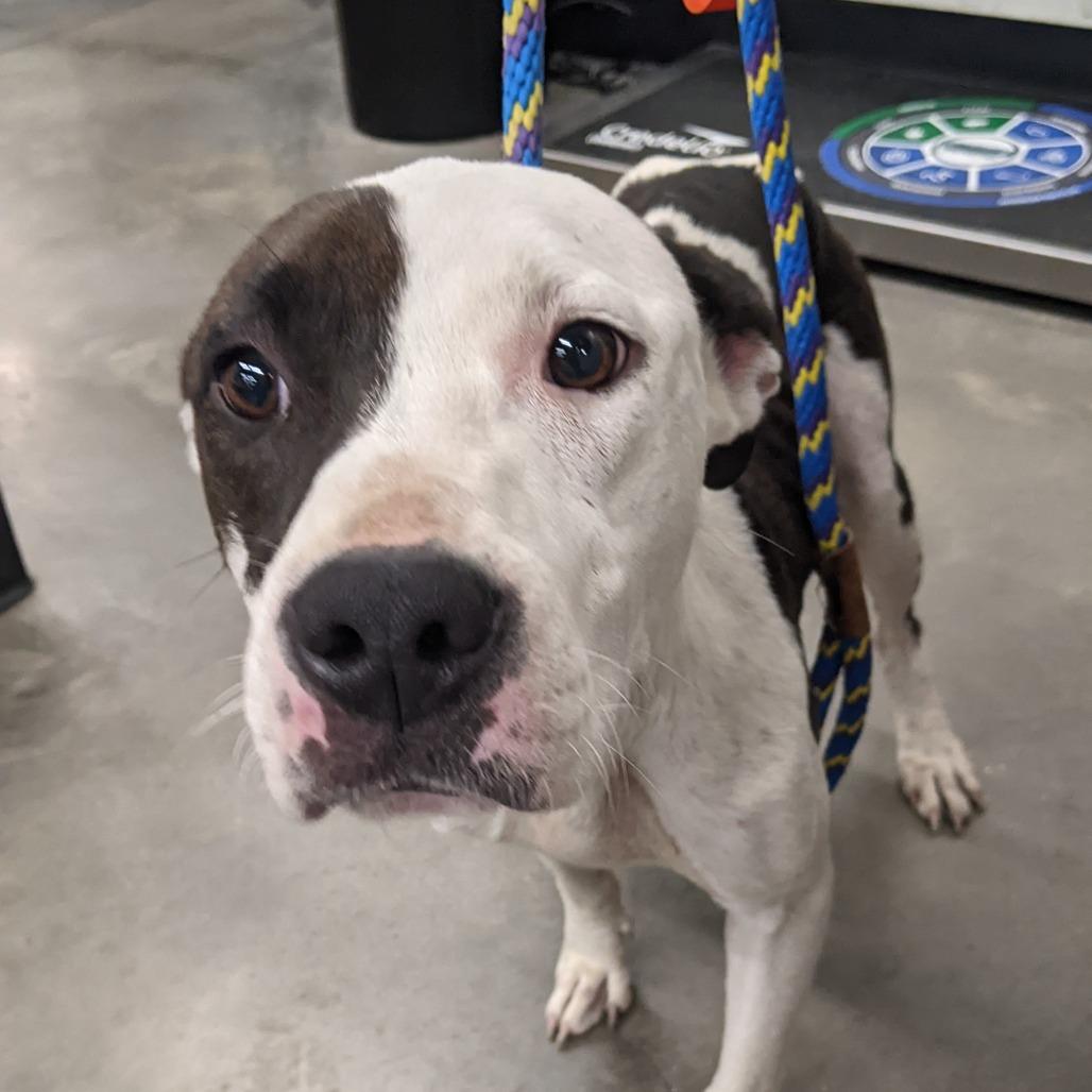 Enlarge Maybel (Mable), a Adoptable mixed breed in Tampa, FL image 1/4