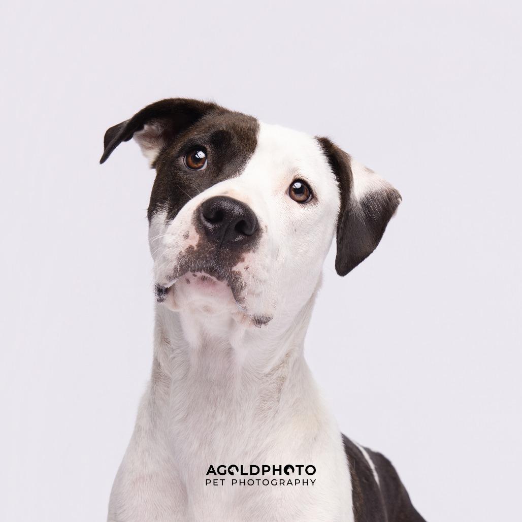 Enlarge Maybel (Mable), a Adoptable mixed breed in Tampa, FL image 2/4