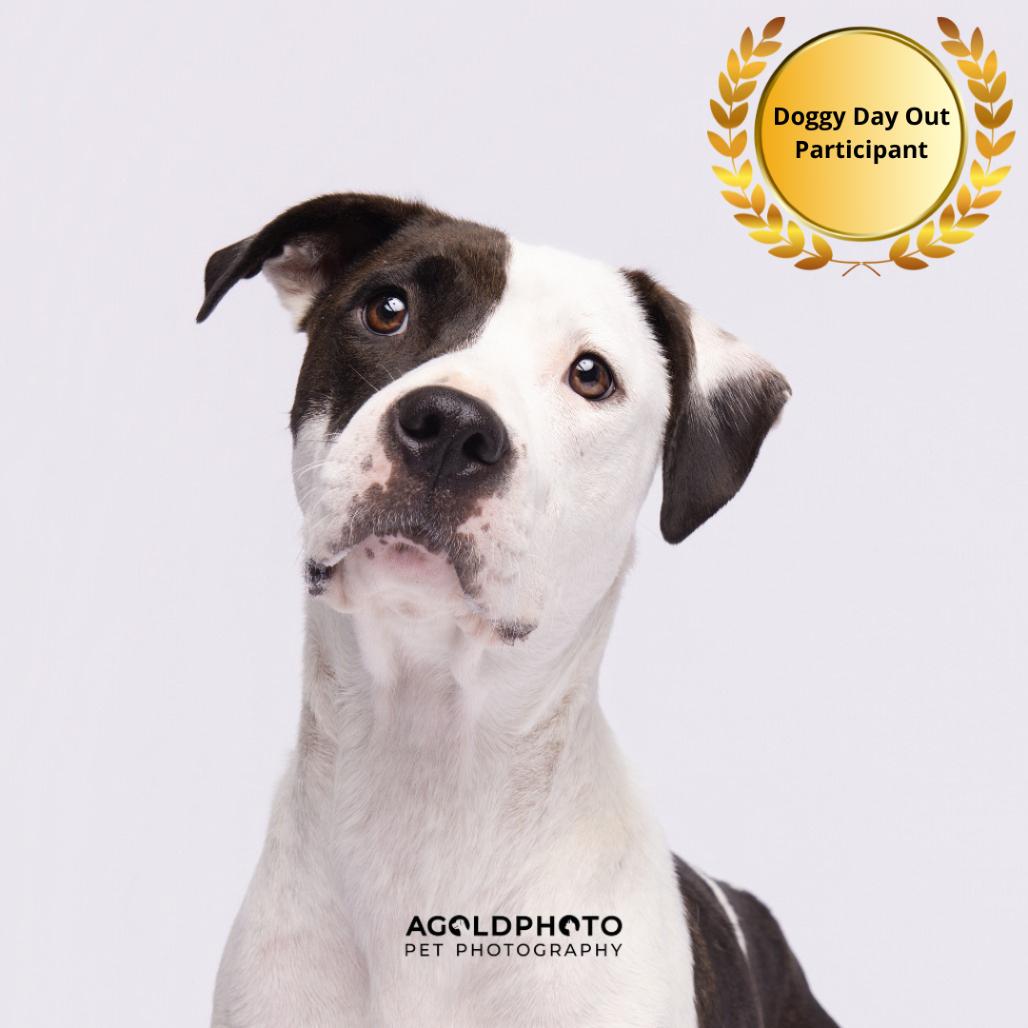 Enlarge Maybel (Mable), a Adoptable mixed breed in Tampa, FL image 4/4
