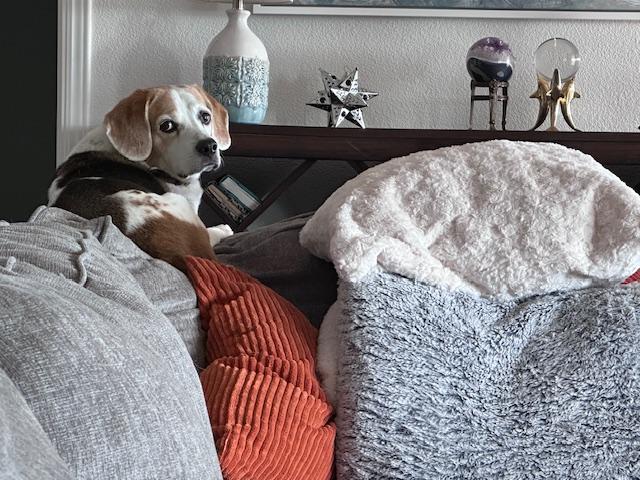 Enlarge Billie, a ADOPTABLE Beagle in Phoenix, AZ image 5/5