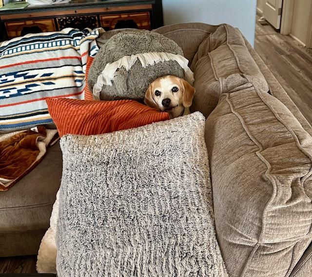 Enlarge Billie, a ADOPTABLE Beagle in Phoenix, AZ image 3/5