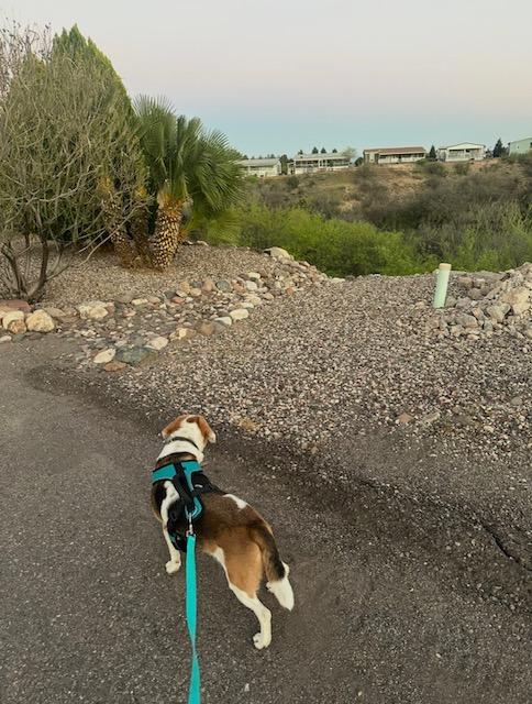 Enlarge Billie, a ADOPTABLE Beagle in Phoenix, AZ image 2/5