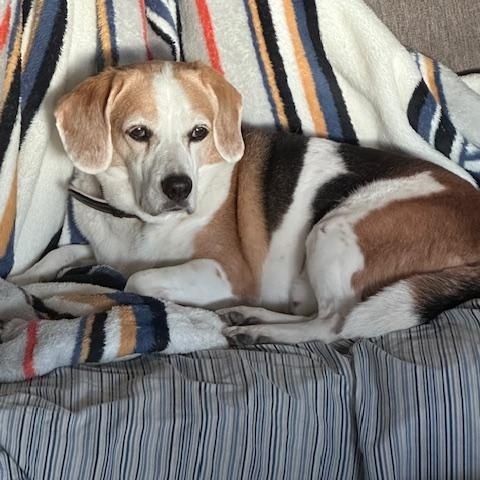 Enlarge Billie, a ADOPTABLE Beagle in Phoenix, AZ image 1/5