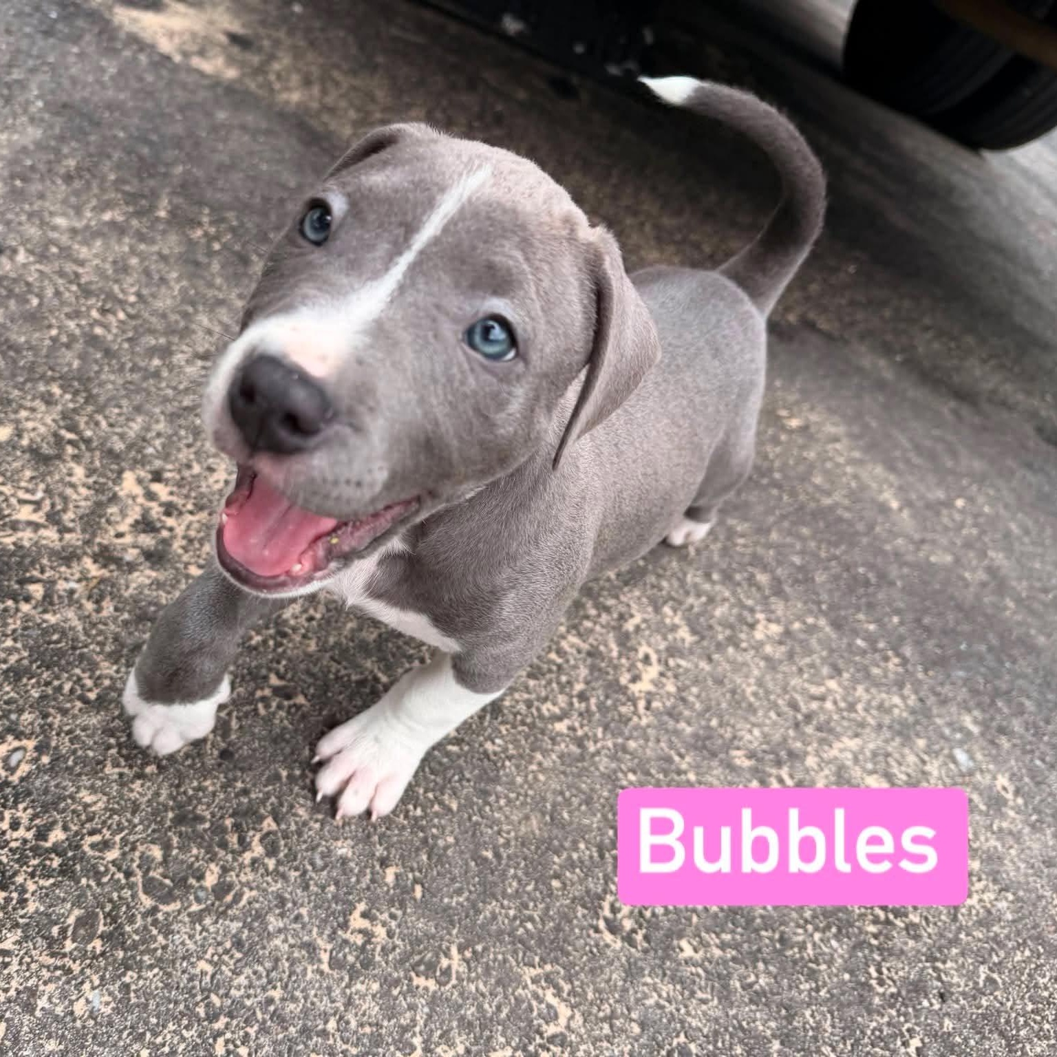 Bubbles, adopted, Puppy Female Pit Bull Terrier.