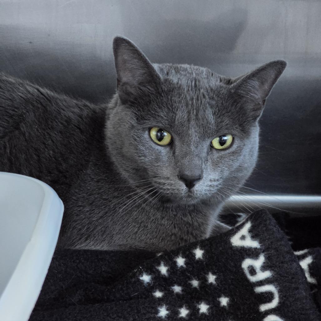 Chupie, Adoptable, Adult Female Domestic Short Hair.
