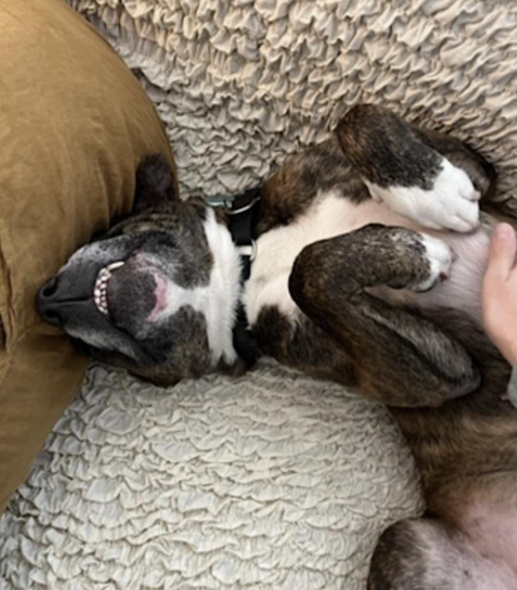 Baby, a Adoptable mixed breed in Los Angeles, CA image 3/6
