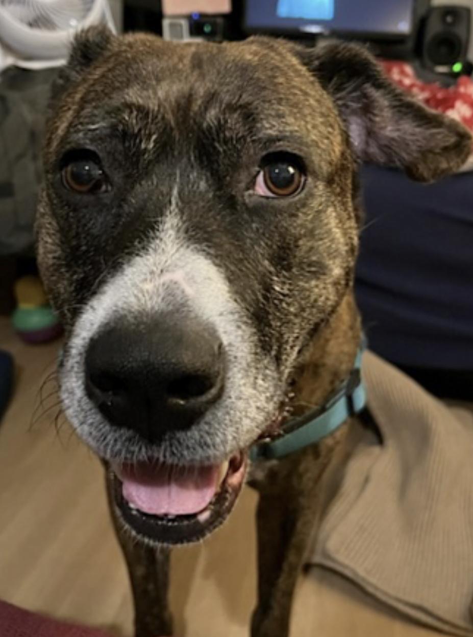 Baby, a Adoptable mixed breed in Los Angeles, CA image 5/6