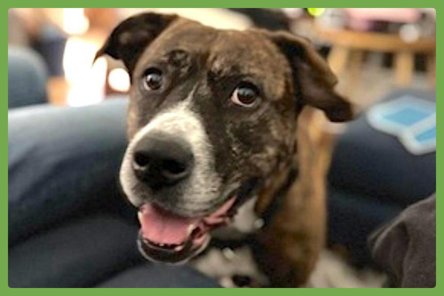 Baby, a Adoptable mixed breed in Los Angeles, CA image 1/6