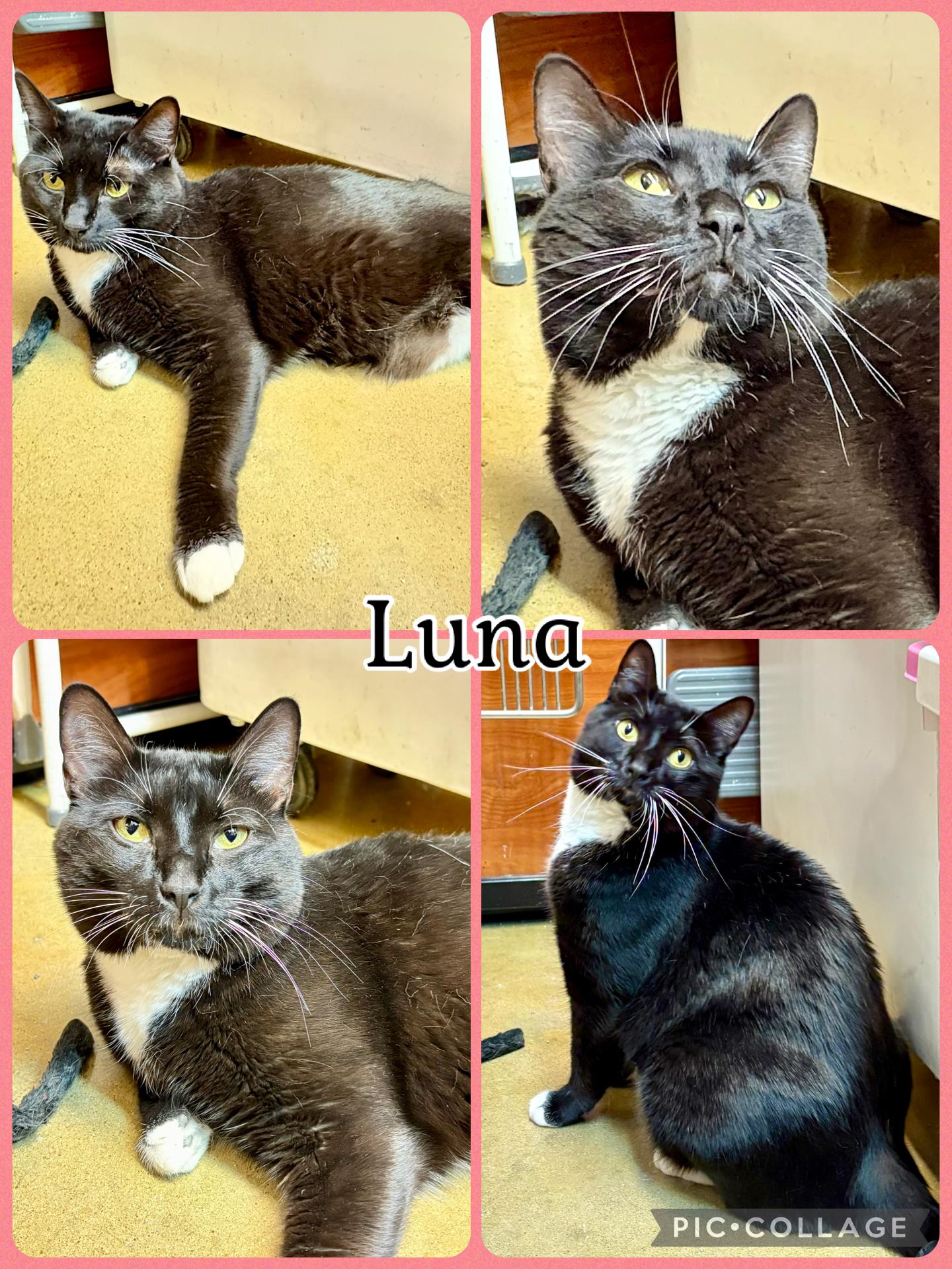 LUNA, ADOPTABLE, Young Female Tuxedo.