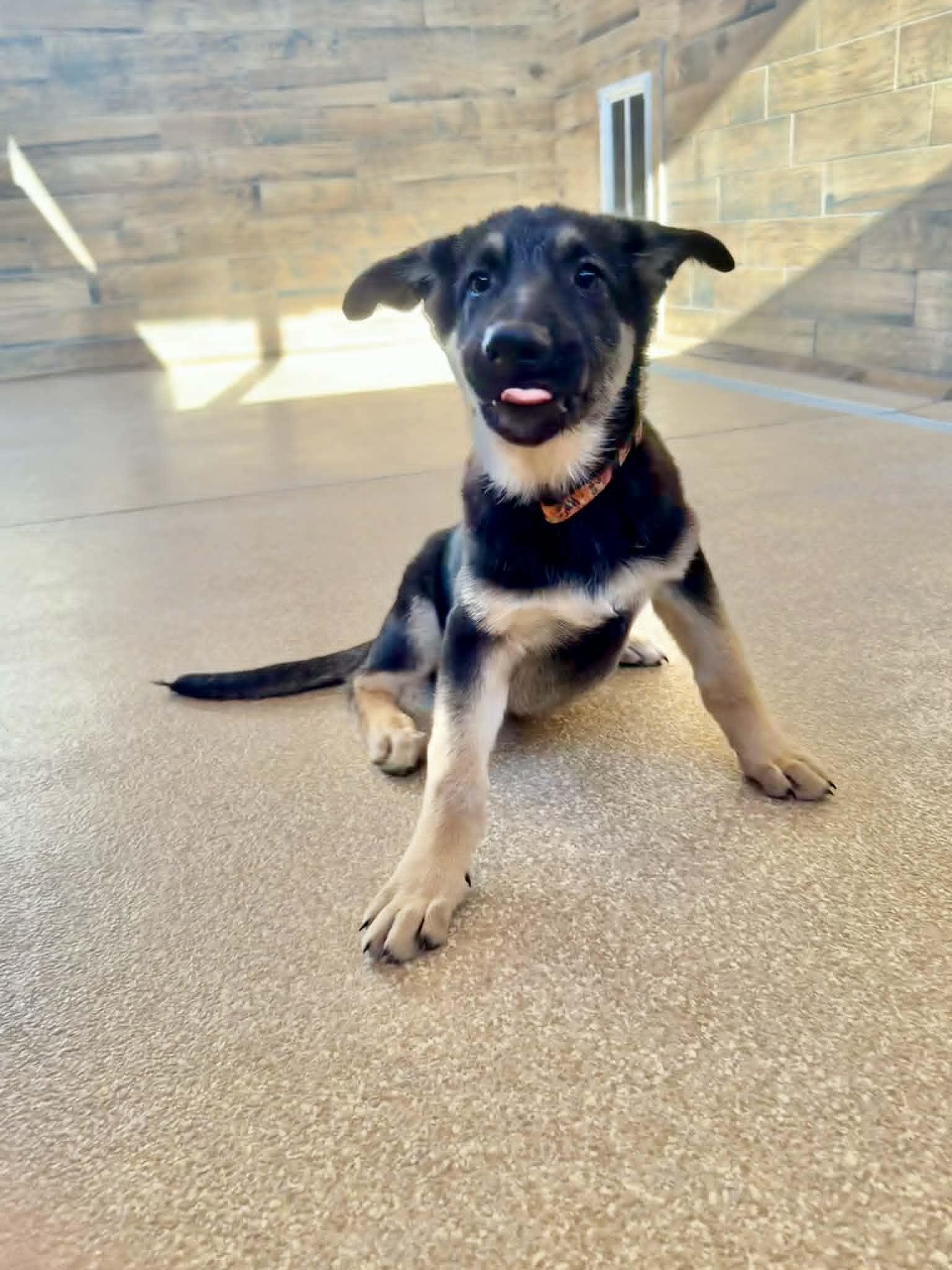 Enlarge Bjorn, a ADOPTABLE German Shepherd Dog in Glendale, AZ image 5/5