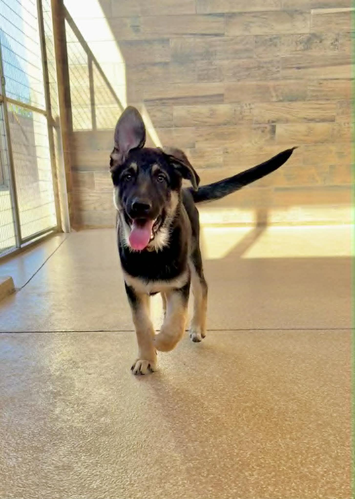Enlarge Bjorn, a ADOPTABLE German Shepherd Dog in Glendale, AZ image 4/5