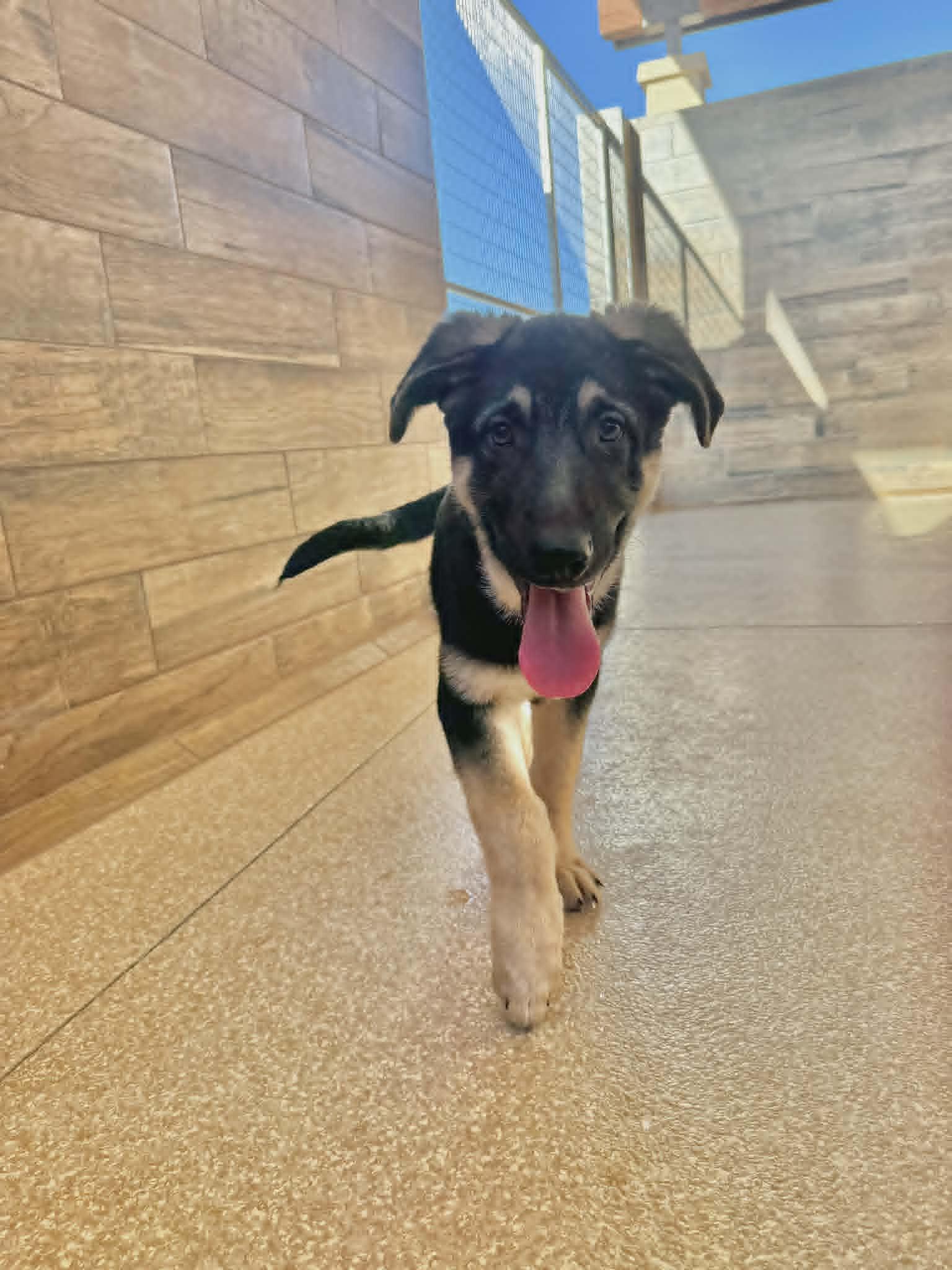 Enlarge Bjorn, a ADOPTABLE German Shepherd Dog in Glendale, AZ image 1/5