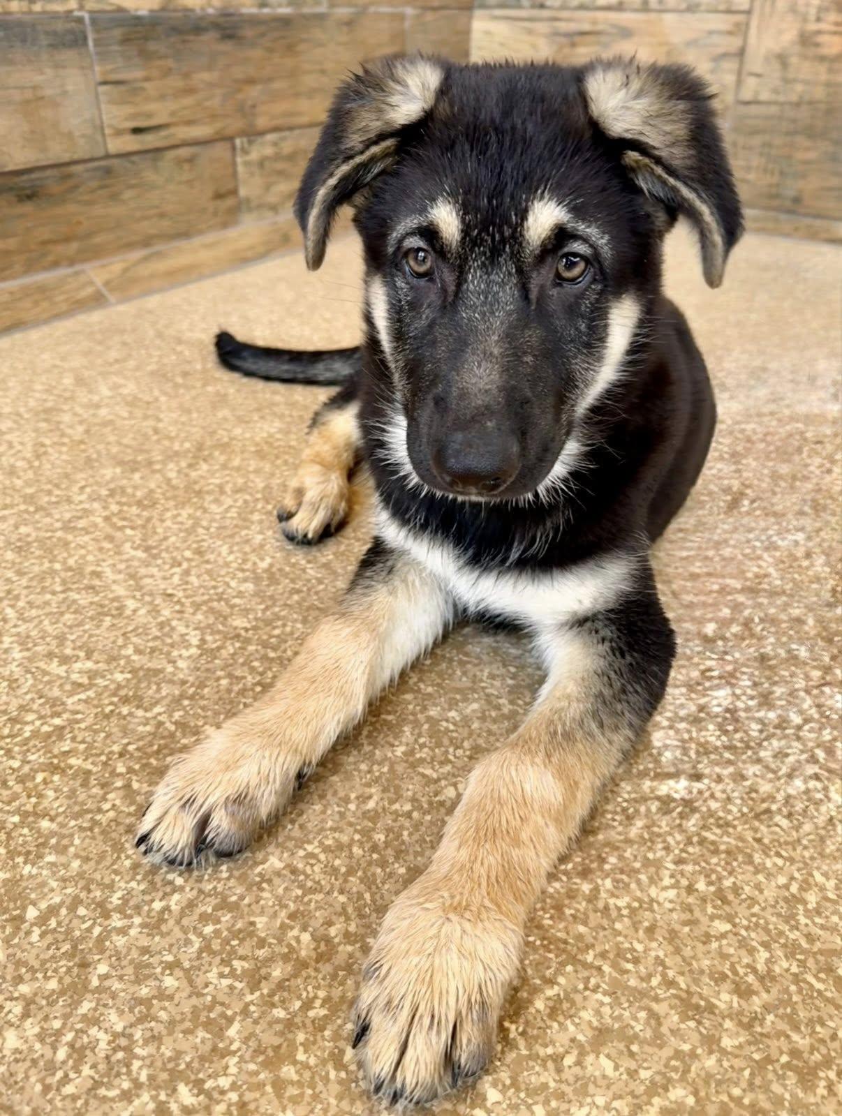Enlarge Bjorn, a ADOPTABLE German Shepherd Dog in Glendale, AZ image 3/5
