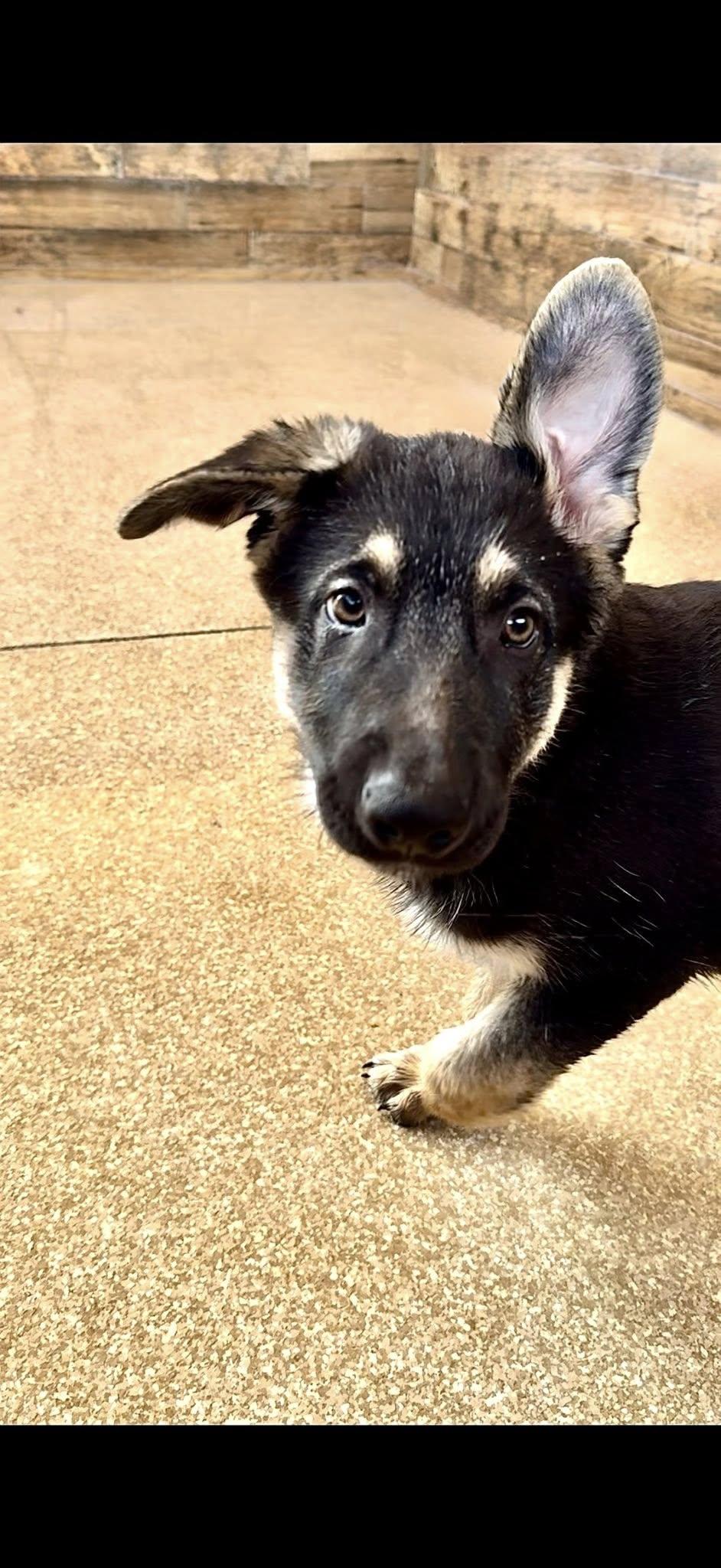 Enlarge Bjorn, a ADOPTABLE German Shepherd Dog in Glendale, AZ image 2/5