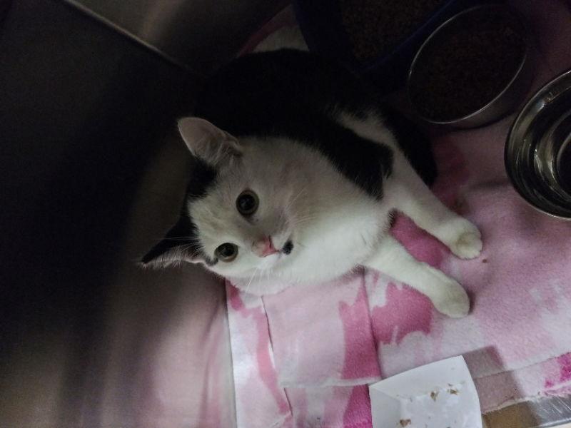 Manny, a Adoptable American Shorthair in Naples, FL image 2/4