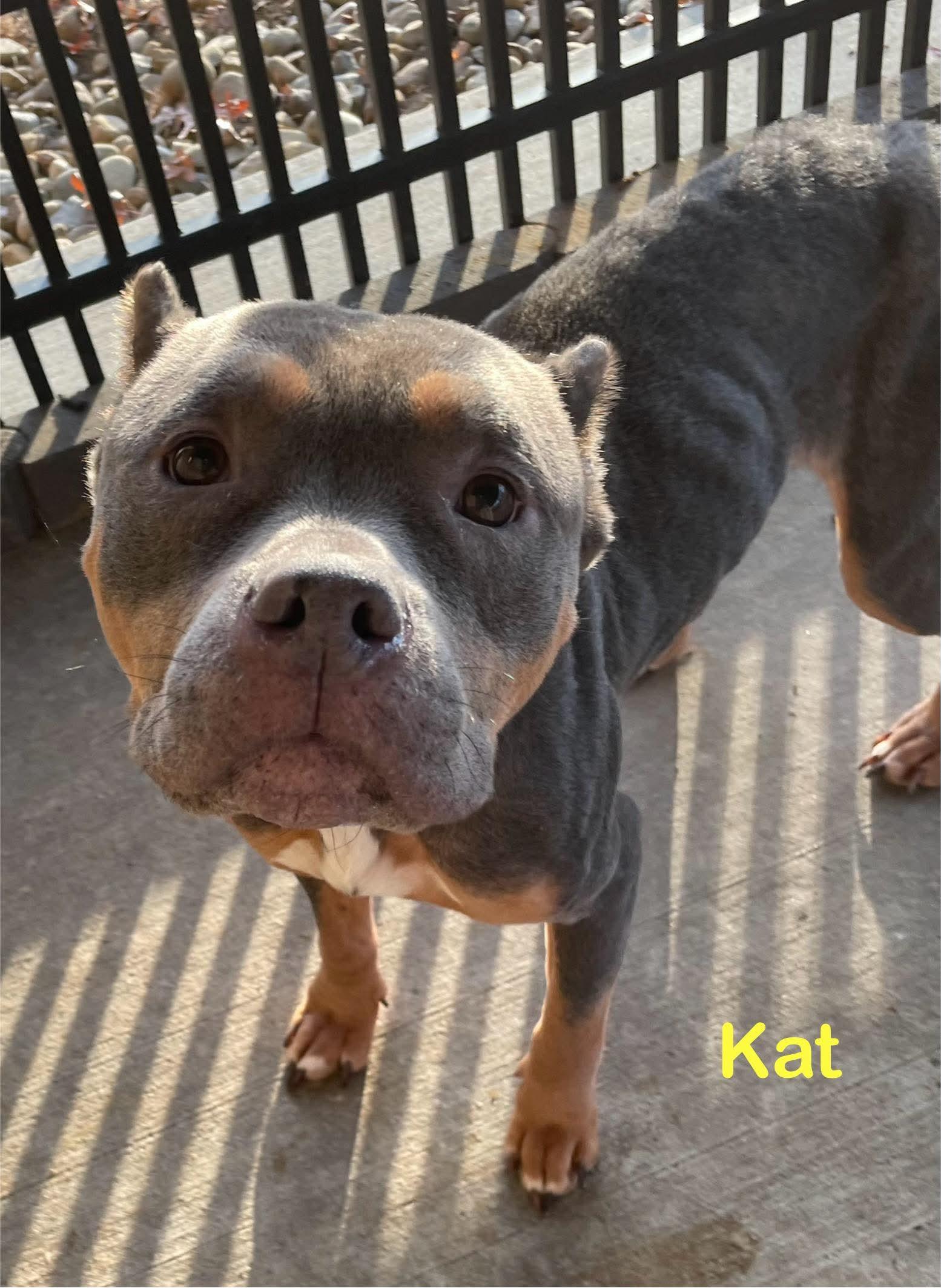 Enlarge Kat ADOPTED, an adopted American Bully in Canton, OH image 2/4