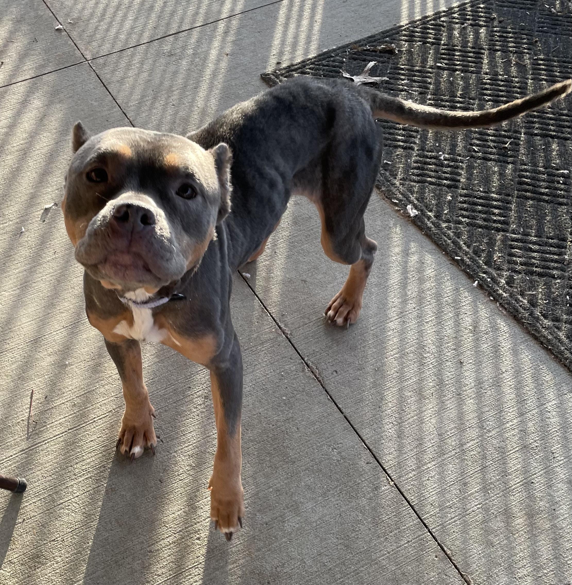 Enlarge Kat ADOPTED, an adopted American Bully in Canton, OH image 3/4