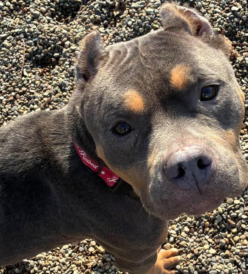 Enlarge Kat ADOPTED, an adopted American Bully in Canton, OH image 1/4