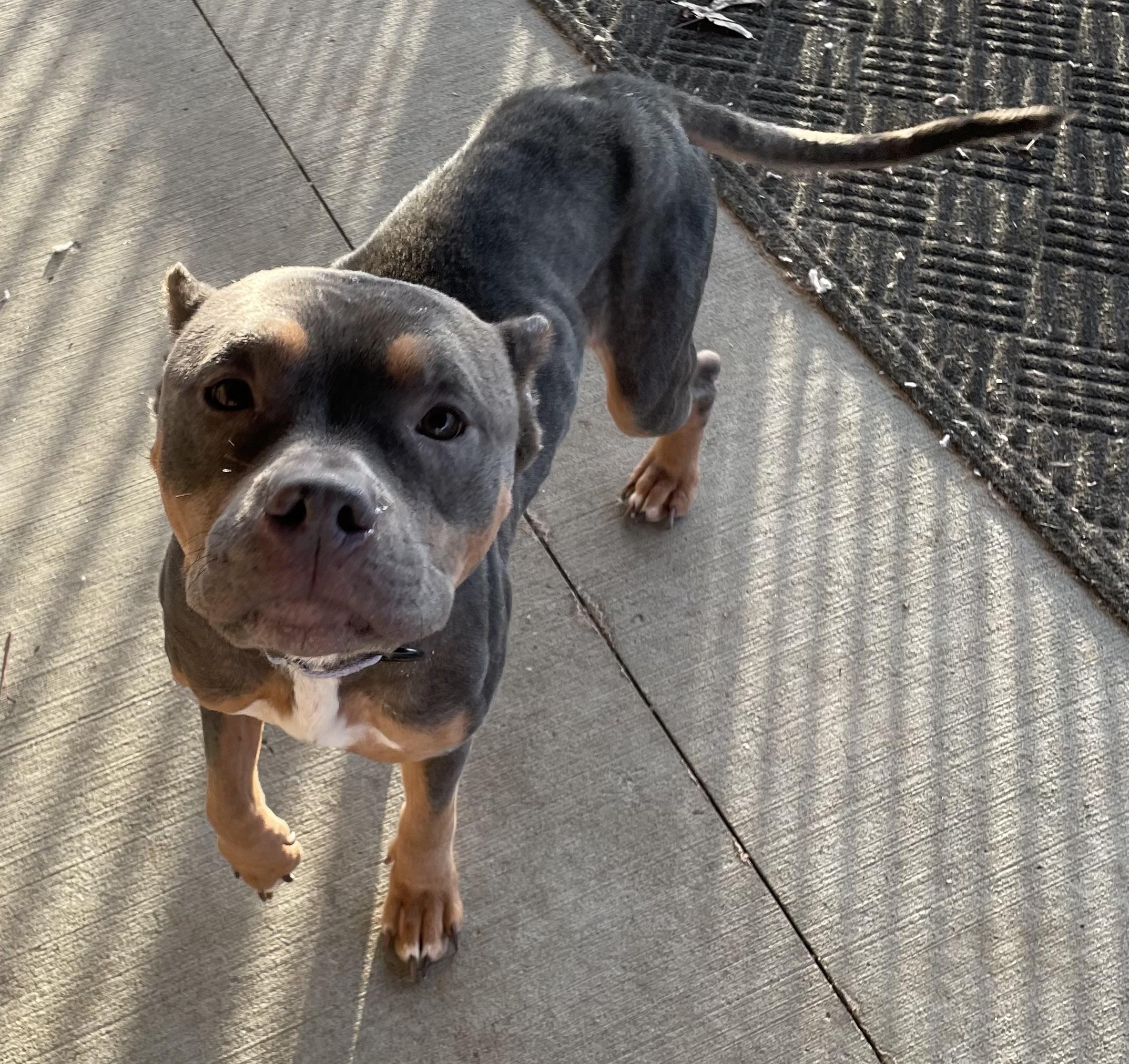 Enlarge Kat ADOPTED, an adopted American Bully in Canton, OH image 4/4