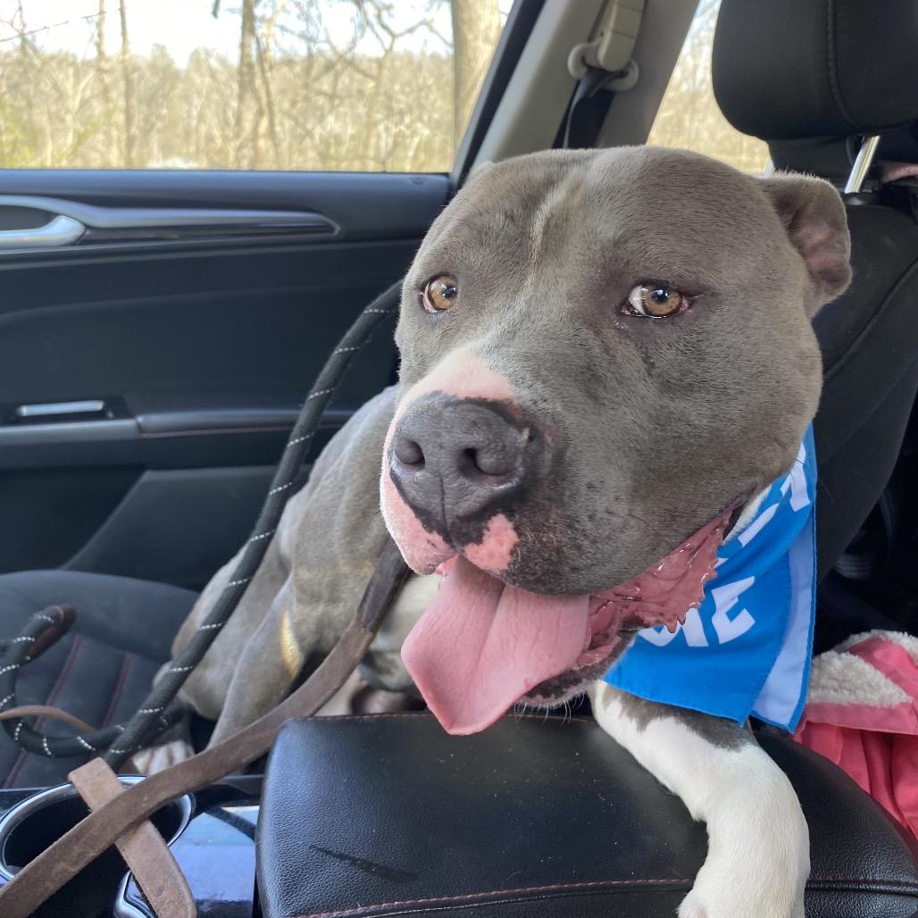 Crunch, Adoptable, Adult Male Mixed Breed.