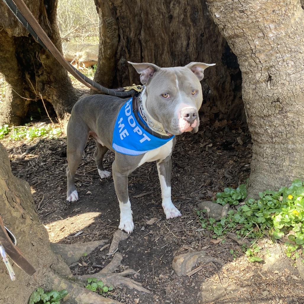 Crunch, a Adoptable Mixed Breed in Batavia, OH image 2/6