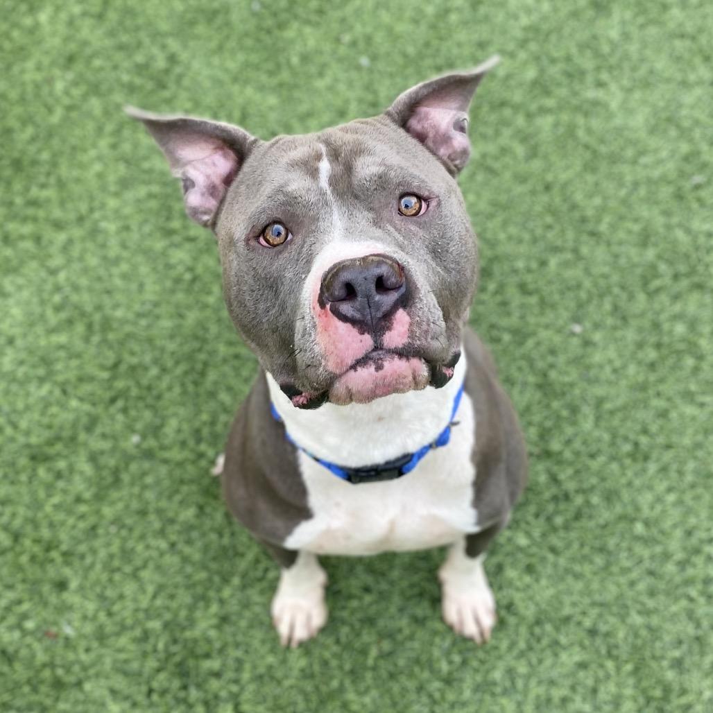 Enlarge Crunch, a Adoptable Mixed Breed in Batavia, OH image 1/4