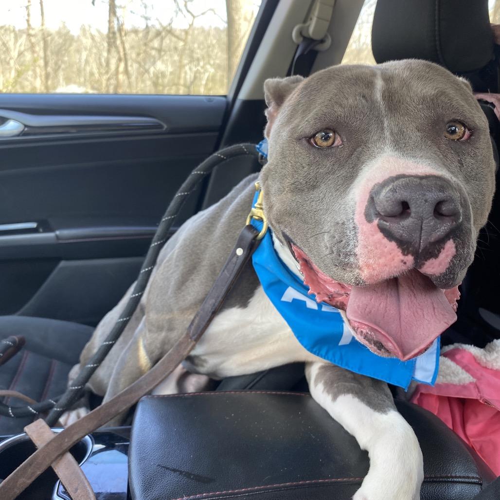 Enlarge Crunch, a Adoptable mixed breed in Batavia, OH image 5/6