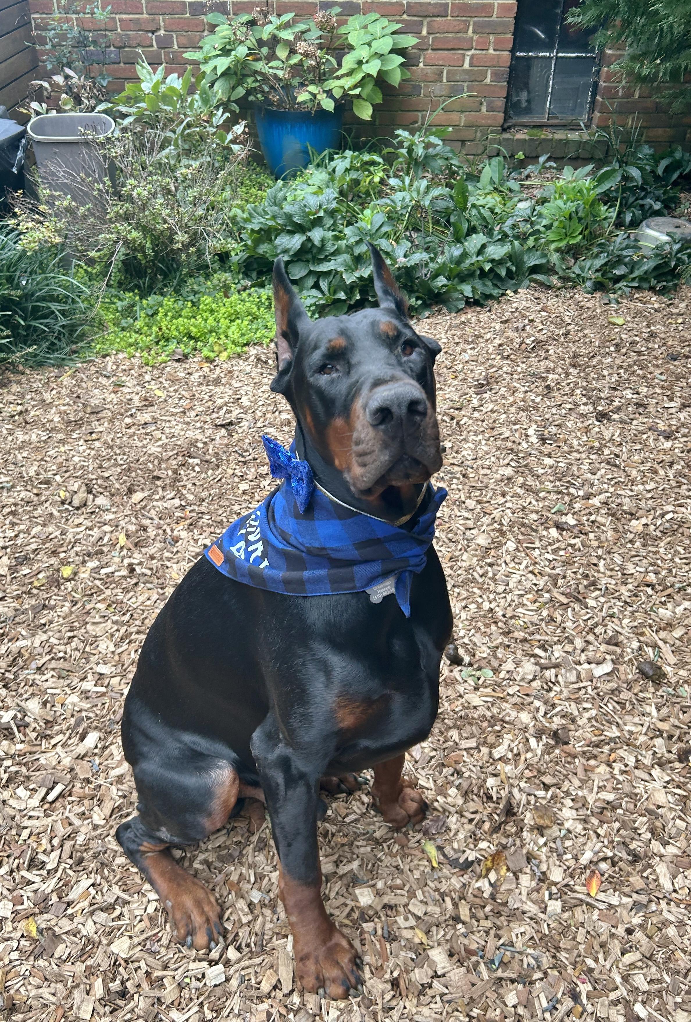 Enlarge Cooper 2, a Adoptable Doberman Pinscher in Arlington, VA image 4/6