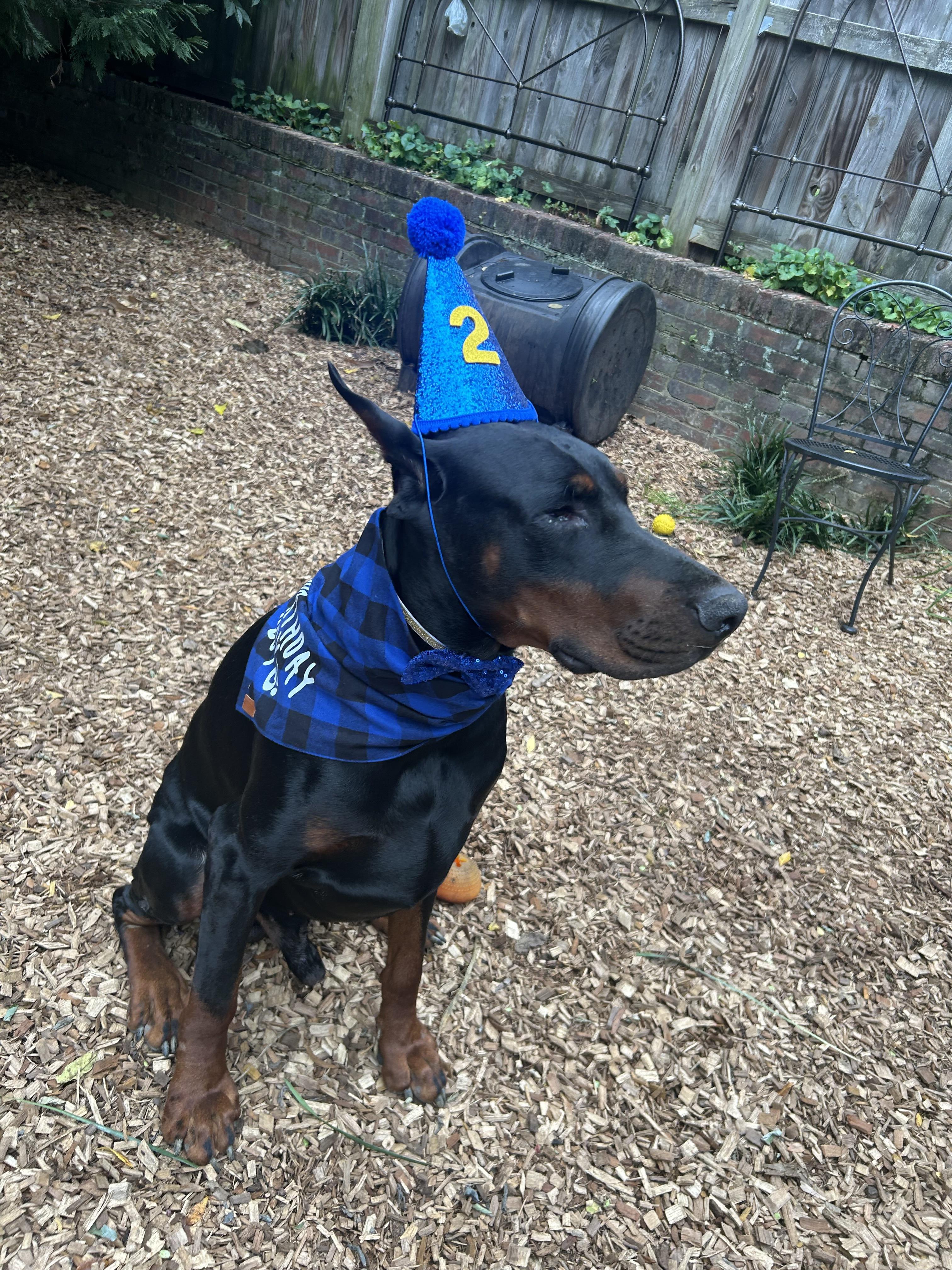 Enlarge Cooper 2, a Adoptable Doberman Pinscher in Arlington, VA image 6/6