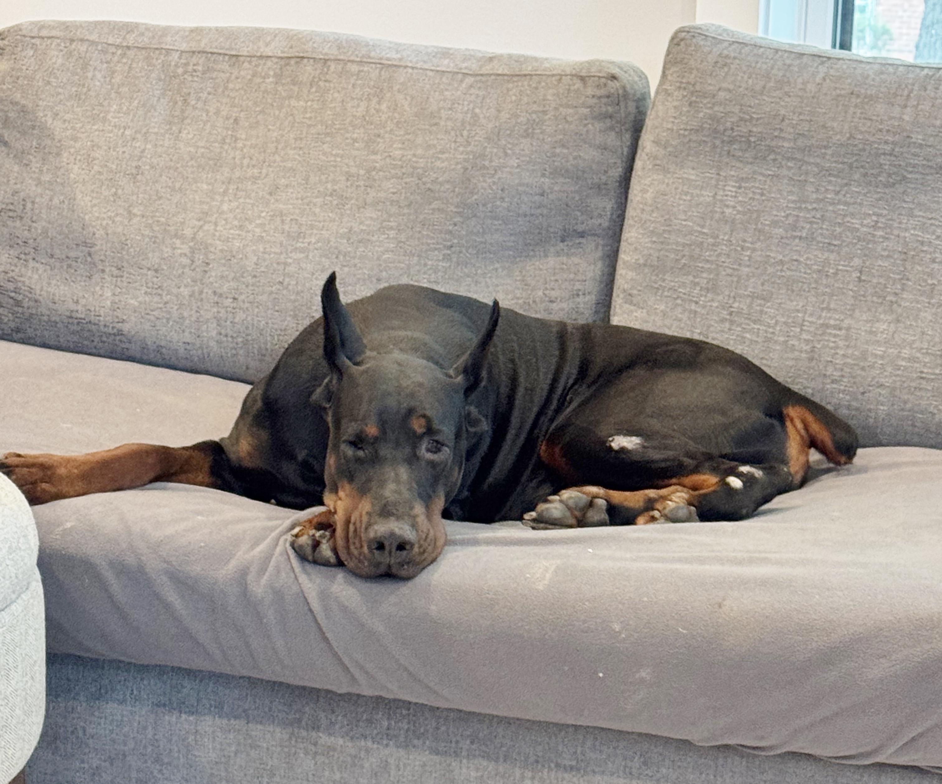 Enlarge Cooper 2, a Adoptable Doberman Pinscher in Arlington, VA image 5/6