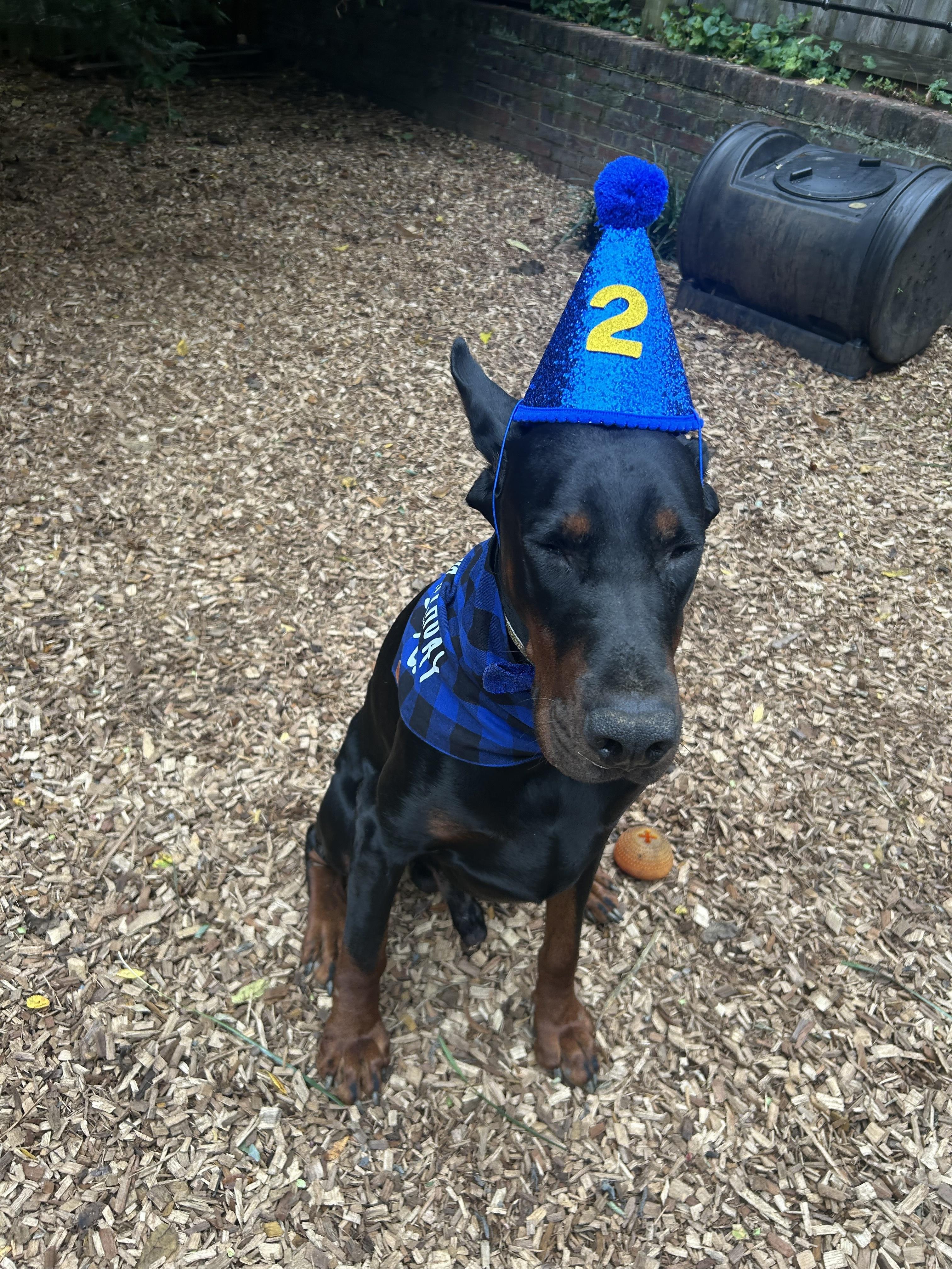 Enlarge Cooper 2, a Adoptable Doberman Pinscher in Arlington, VA image 2/6
