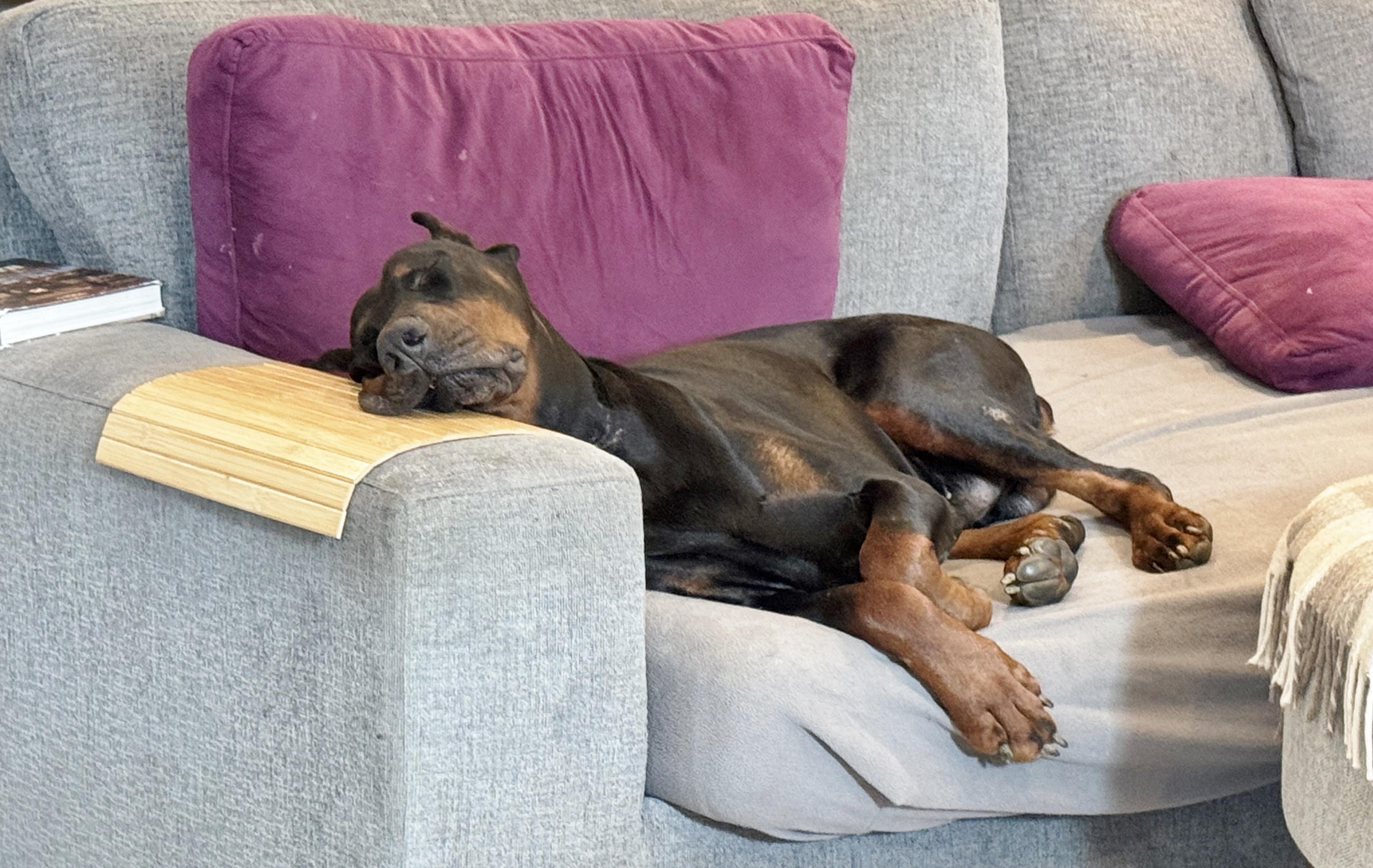 Enlarge Cooper 2, a Adoptable Doberman Pinscher in Arlington, VA image 3/6