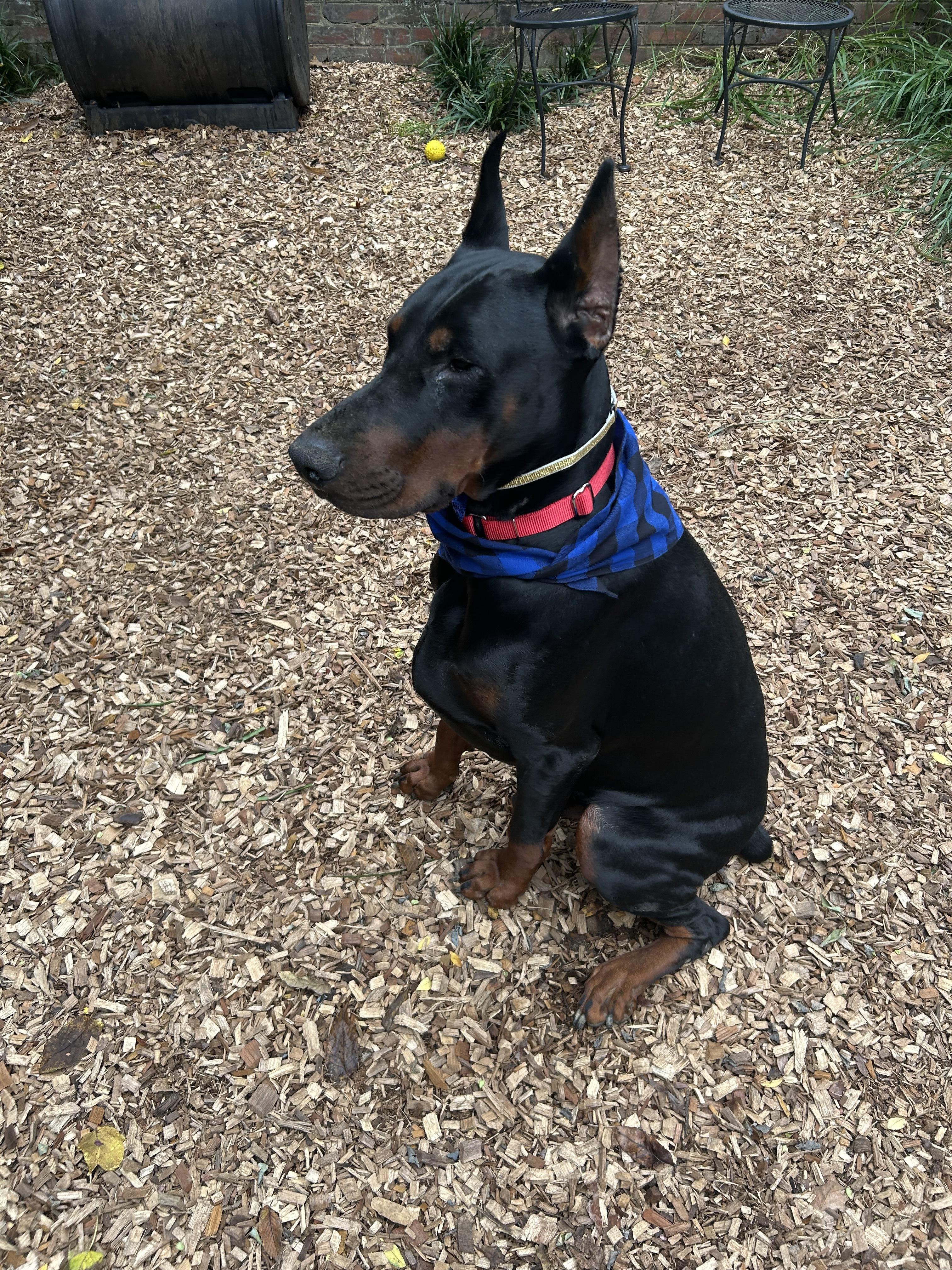 Enlarge Cooper 2, a Adoptable Doberman Pinscher in Arlington, VA image 1/6