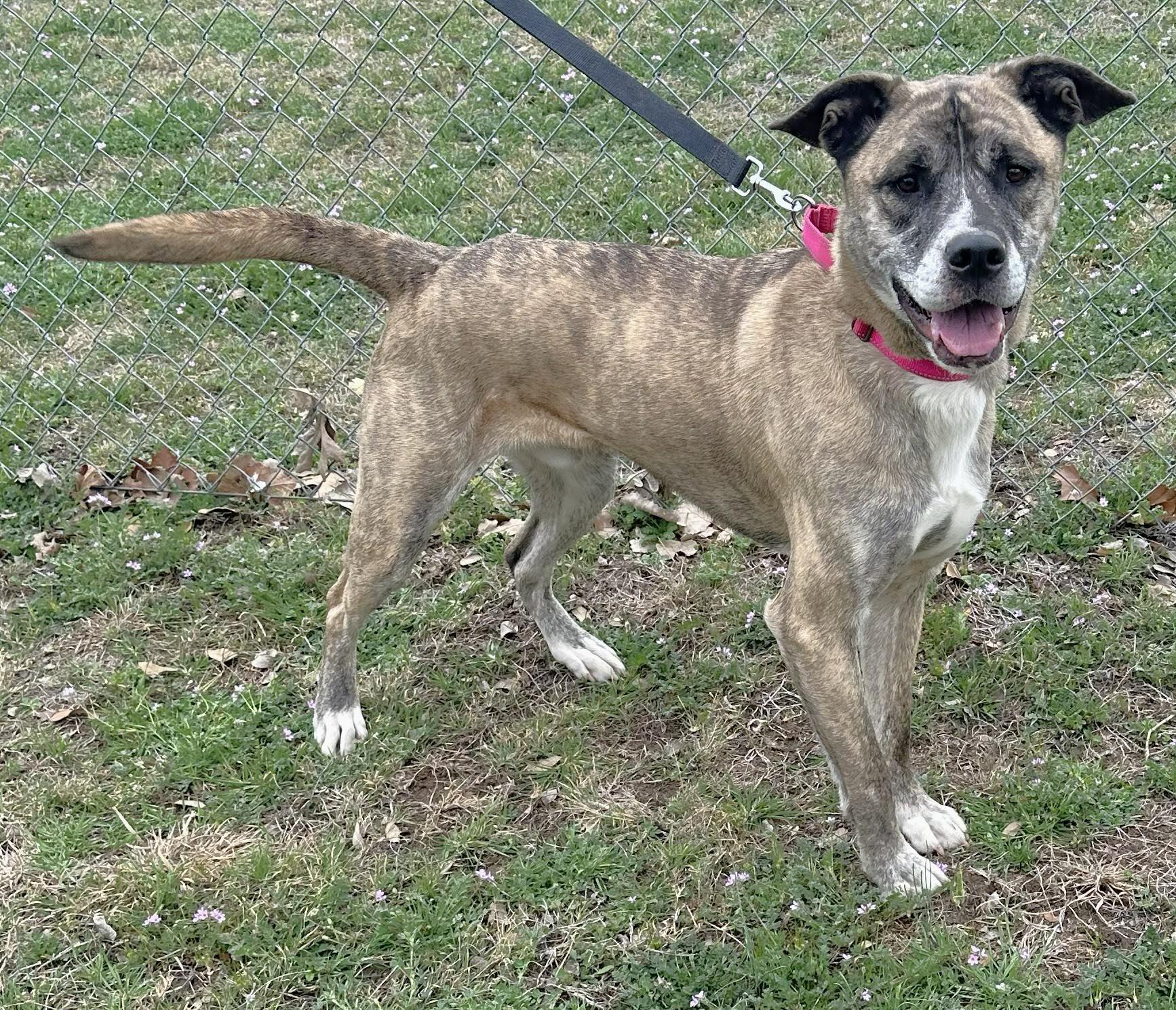 Gravy — thumbnail 5