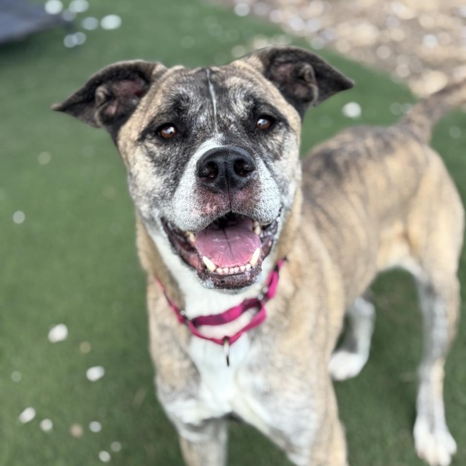 Gravy — thumbnail 6