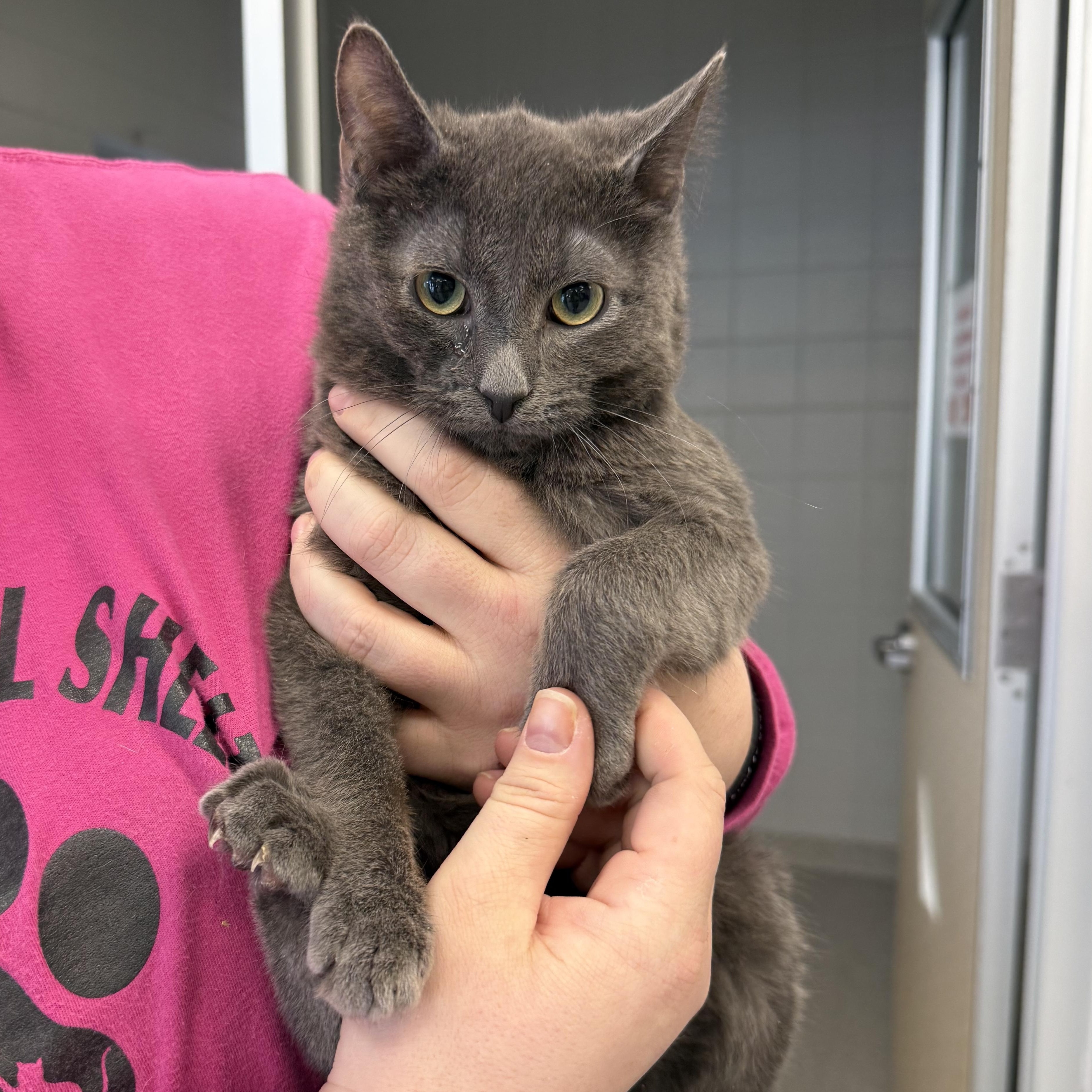 Grayson, ADOPTABLE, Young Male Domestic Short Hair.