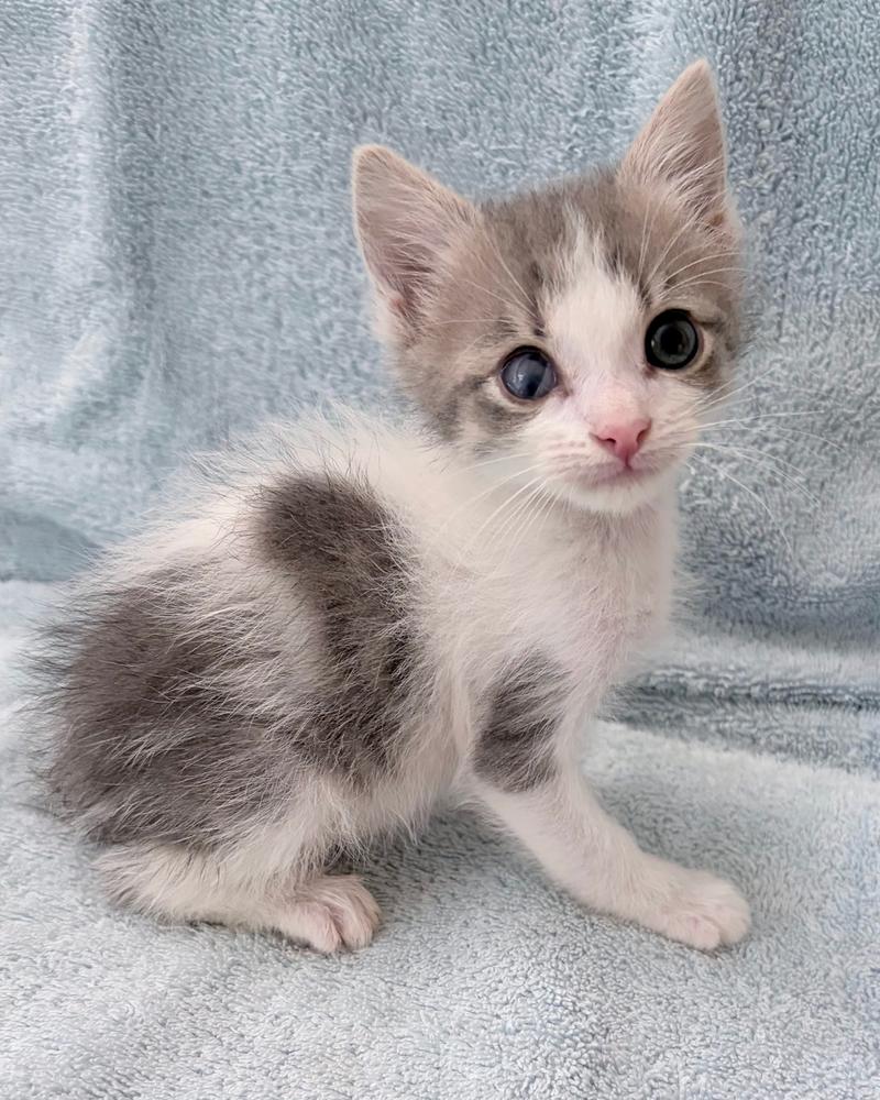 Fry., Adoptable, Kitten Male Domestic Short Hair.