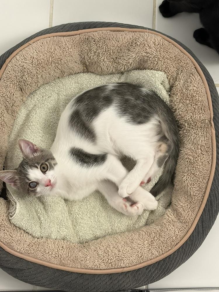 Enlarge Fry., a Adoptable Domestic Short Hair in Pacifica, CA image 2/6